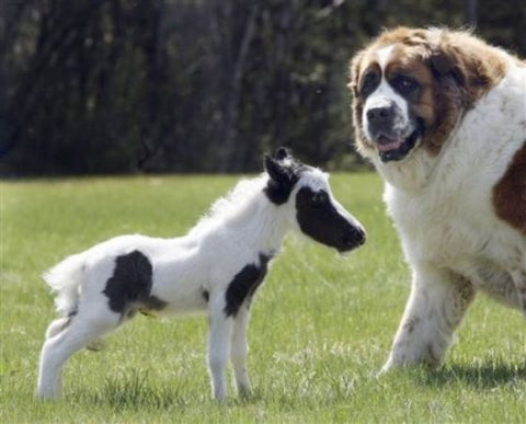Mini Horse