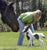 Mini Horse