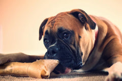 Bulldog