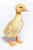 Baby Mallard