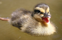 Baby Mallard