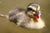Baby Mallard