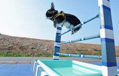 Rabbit