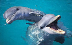 Pair of Dolphins