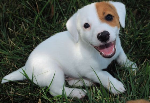 Basically Wishbone