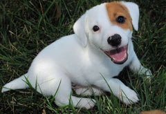 Basically Wishbone