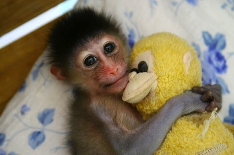 Baby Monkey