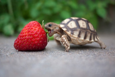Turtle Eating a Strawberry