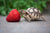 Turtle Eating a Strawberry