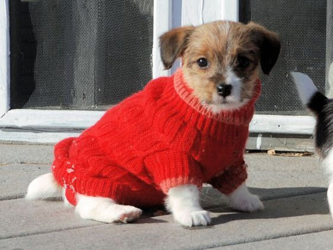 Puppies in Red Sweaters