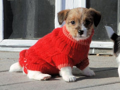 Puppies in Red Sweaters