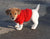 Puppies in Red Sweaters