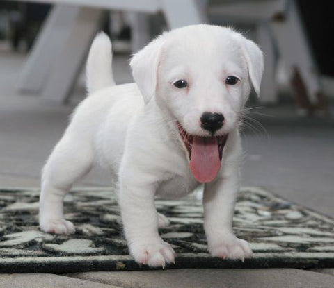 White Puppy
