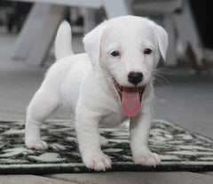 White Puppy