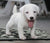 White Puppy